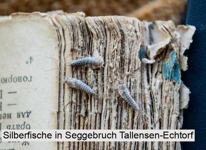 Silberfische in Seggebruch Tallensen-Echtorf